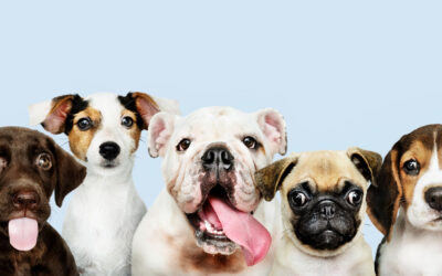 Hablemos sobre la custodia de mascotas en Colombia